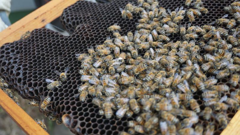 Bienenvolk in der Toskana