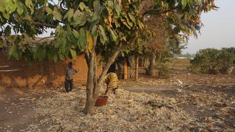 Bescheidendes Leben von Kakaobauern in der Elfenbeinküste