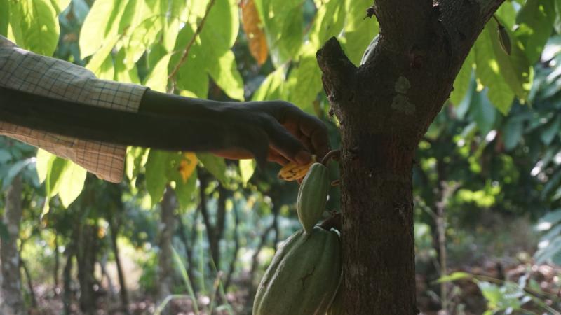 Kakaobauer in der Elfenbeinküste.