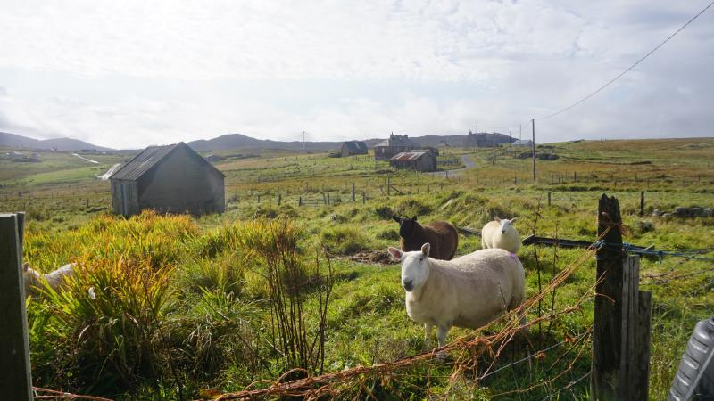 Schafe auf der Isle of Lewis.
